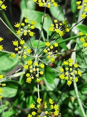 Anthophila