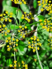 Anthophila