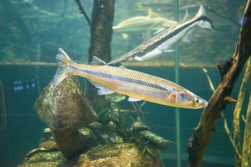 Odontesthes bonariensis