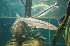 Odontesthes bonariensis