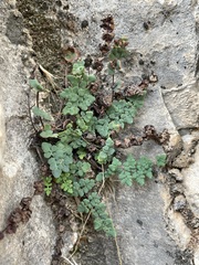 Argyrochosma jonesii