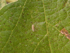 Erasmoneura