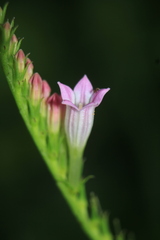 Spigelia hamelioides