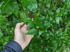 Pavonia sepium