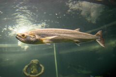 Rhaphiodon vulpinus