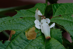 Hymenopus coronatus