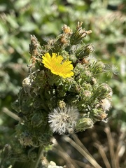 Asteraceae
