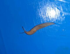 Krynickillus melanocephalus