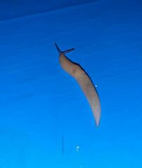 Krynickillus melanocephalus