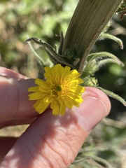 Asteraceae