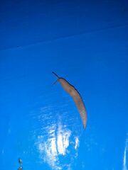 Krynickillus melanocephalus