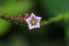 Spigelia hamelioides