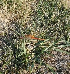 Sympetrum fonscolombii