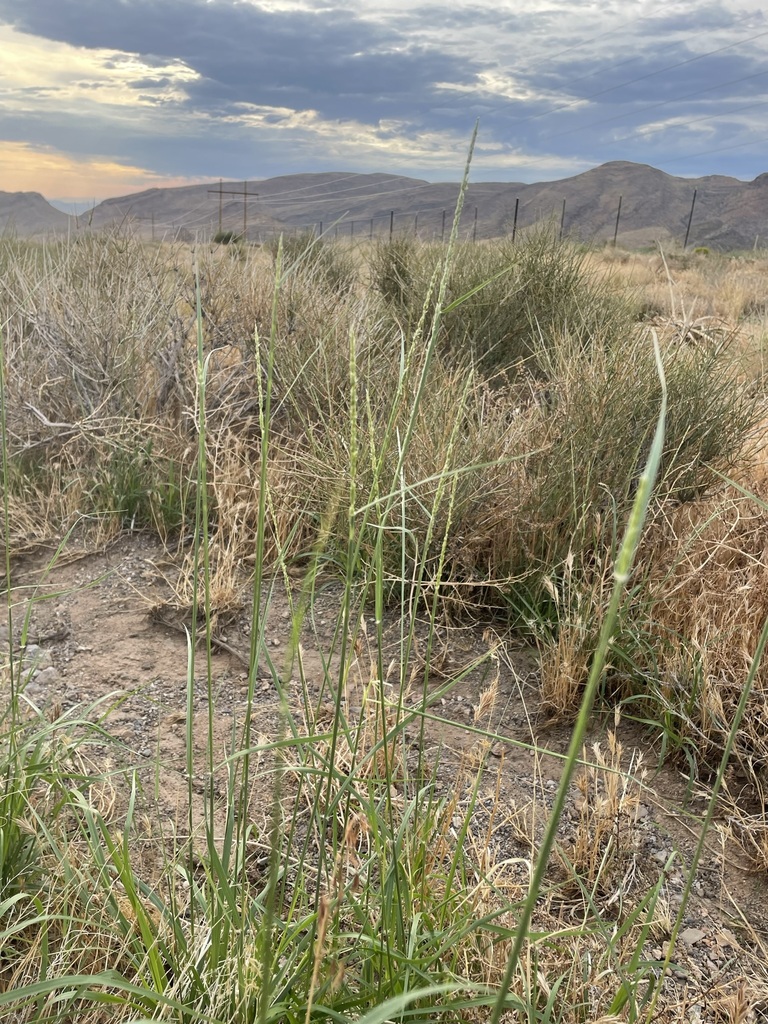 Spike Dropseed in August 2022 by Matt Berger · iNaturalist