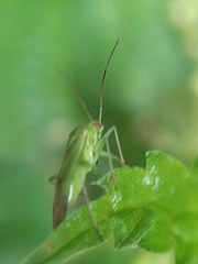 Lygocoris