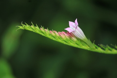 Spigelia hamelioides