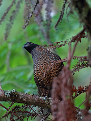 Odontophorus atrifrons