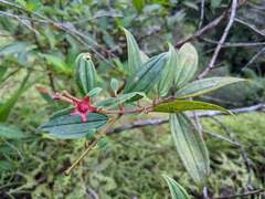 Andesanthus