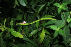 Spigelia hamelioides
