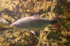 Brycon orbignyanus