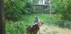 Lemur
