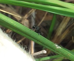 Myrmecothea myrmecoides