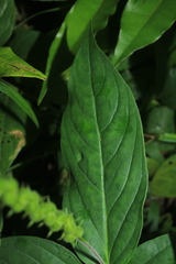 Spigelia hamelioides