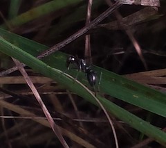 Myrmecothea myrmecoides