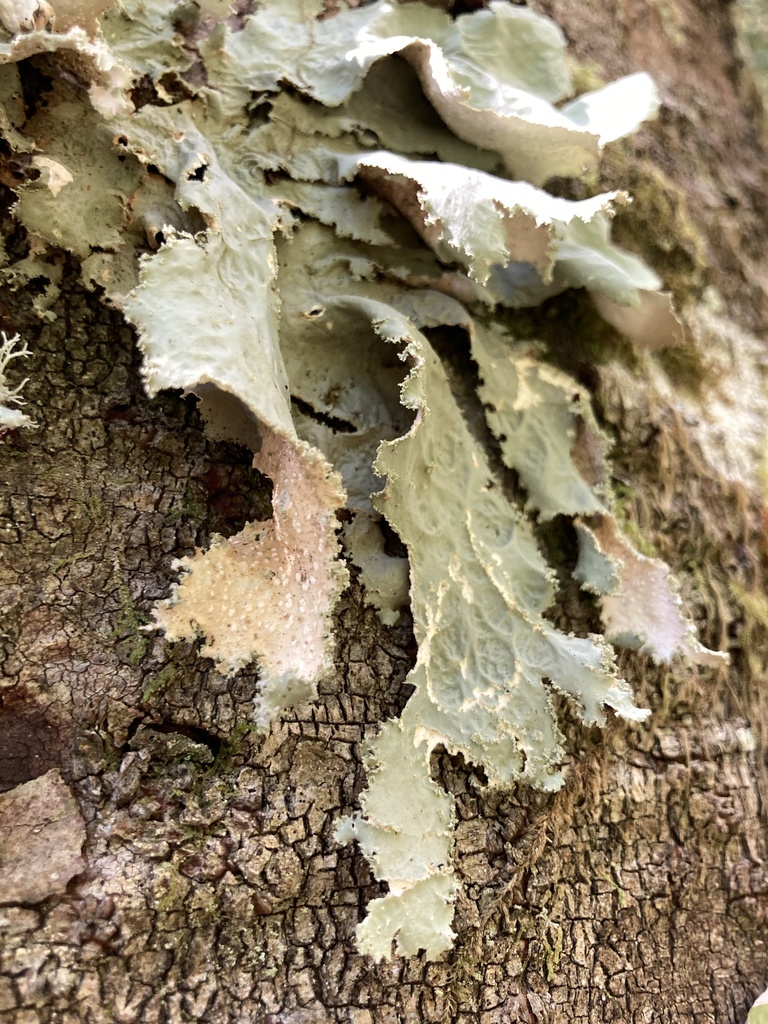 Oldgrowth Specklebelly Lichen