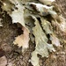 Oldgrowth Specklebelly Lichen - Photo (c) tlavdov, some rights reserved (CC BY-NC)