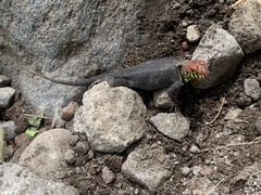 Sceloporus pyrocephalus
