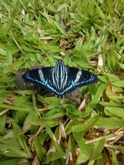 Jemadia