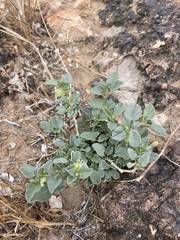 Acleisanthes nevadensis