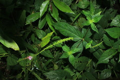 Spigelia hamelioides