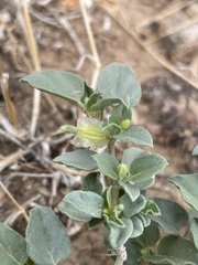 Acleisanthes nevadensis