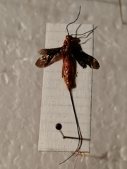 Glyptomorpha pectoralis