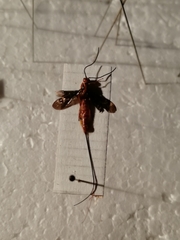 Glyptomorpha pectoralis