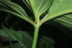 Spigelia hamelioides