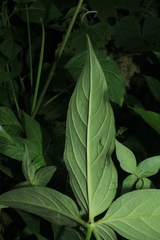 Spigelia hamelioides