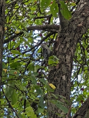 Melanerpes carolinus