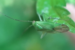 Lygocoris