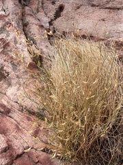 Astragalus remotus