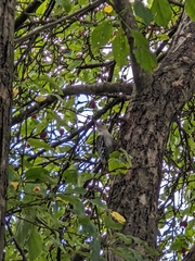 Melanerpes carolinus