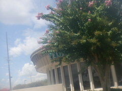 Lagerstroemia indica