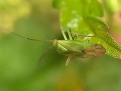 Lygocoris