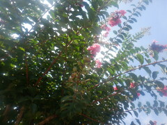 Lagerstroemia indica