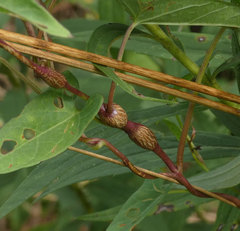 Neolasioptera convolvuli