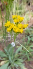 Senecio scorzonella
