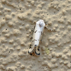 Grotella binda