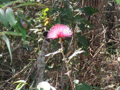 Calliandra dysantha